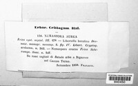 Diatrype stigma image
